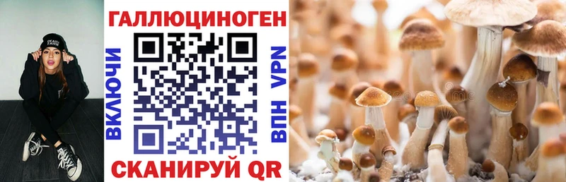 Псилоцибиновые грибы Psilocybe цена Соль-Илецк